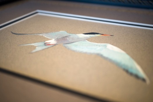  Watercolor study of a bird by Robert Barrett